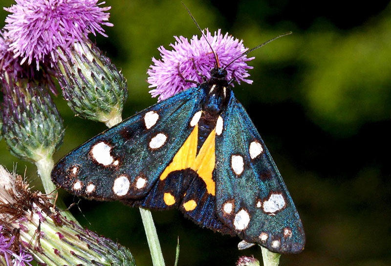 Callimorpha dominula - Erebidae Arctiinae